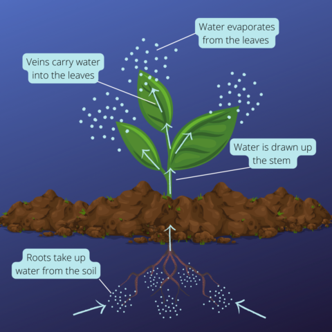 The infographic is divided in two by a line of soil. Underneath the soil are pictured roots and water drops. Overneath are pictured the stern and leaves of a green plant and water drops around them. The graph shows how water is taken up by the roots from the soil, drawn up the stern into the leaves, and finally evaporates from the leaves into the air.